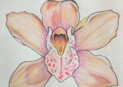 Disegno - Orchidea disegnata a mano