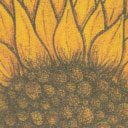 Girasole
