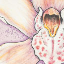 Orchidea Grande