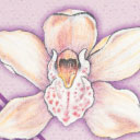 Orchidea Piccola